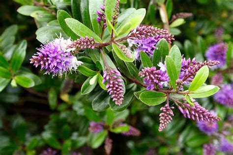 how to prune hebe flowers